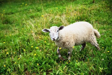 White sheep in pasture.