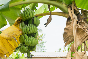 Banana bunch growth on banana tree