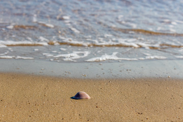 A seashell on a spanish beach at the mediterranean sea