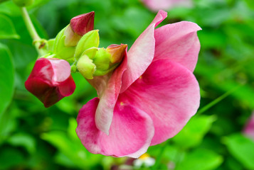 Pink flower