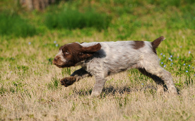 Typical Spinone Italiano dog