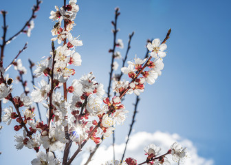 Apricot tree in blossom. Bright spring sky on the background.