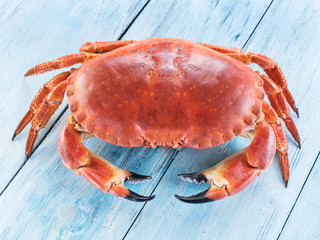 Cooked brown crab or edible crab isolated on the blue wooden table.