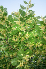 Linden tree in blossom. Nature background.