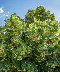 Linden tree in blossom. Nature background.