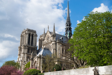 Fototapeta na wymiar Notre Dame de Paris in spring blossom
