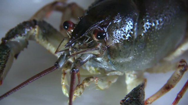 European crayfish close-up