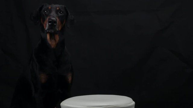 Black Doberman sitting in front of meat with burning candle