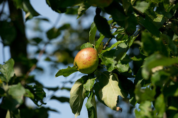 Obraz premium wilder Apfelbaum - Deutschland 