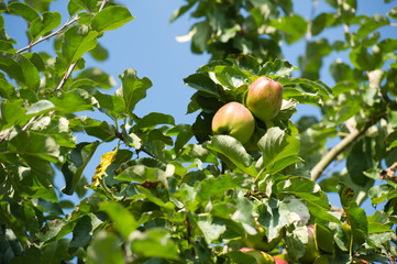 wilder Apfelbaum - Deutschland 