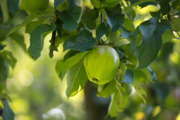 wilder Apfelbaum - Deutschland 