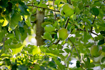 wilder Apfelbaum - Deutschland 