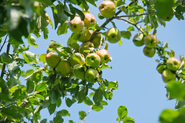 wilder Apfelbaum - Deutschland 