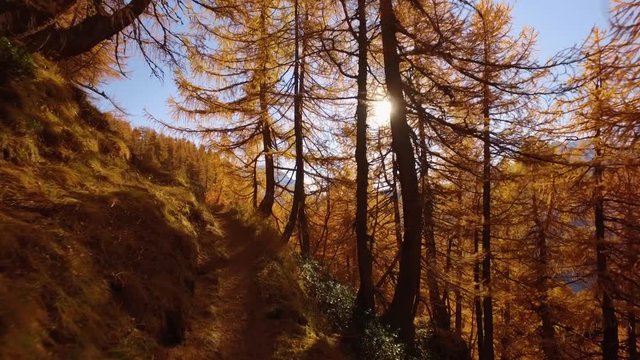 POV walking on fall woods path near trees with sun and snowy mounts. Sunny autumn day Hiking in colorful red forest wild nature mountain outdoors.Alps Devero park. 4k point of view establishing video