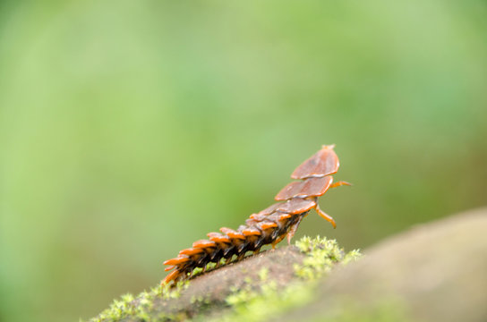 Macro image of a trilobite beetle from Phu Soi Dao National Park, Utaradit, Thailand.