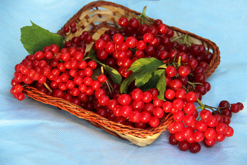 currant
