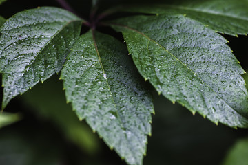 Leaves of maiden grapes