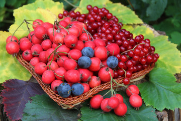 berries
