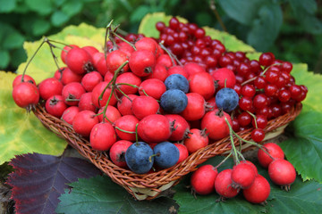 berries