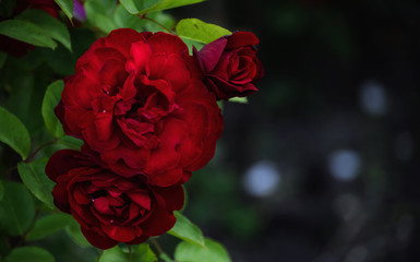 Red rose flower in green leaves.