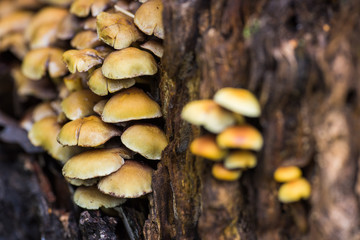 False honey agaric - toxic or inedible mushrooms, edible mushrooms similar