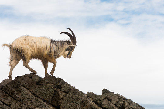 Male feral mountain goat walking on rocks above sea. Long-haired billy goat at Brean Down in Somerset, part of a wild herd