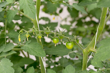 Fototapeta premium Ramillete de tomates cherry verdes