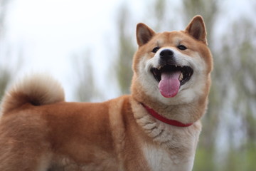 shiba inu