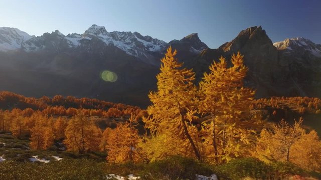 side POV walking on fall woods path near trees with sun and snowy mounts.Sunny autumn day Hiking in colorful red forest wild nature mountain outdoors.Alps Devero.4k point of view establishing video