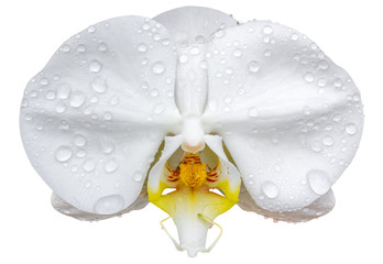  fleur blanche d'orchidée, fond blanc