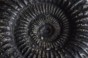 Ammonite Fossil