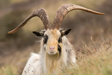 Male feral mountain goat head on with large horns head on. Long-haired billy goat at Brean Down in...