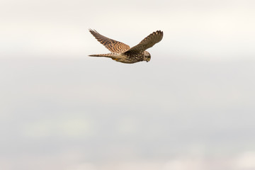 Kestrel (Falco tinnunculus) hunting in flight. Bird scanning for prey whilst maintaining static relative to the ground