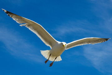 Fototapeta premium MÖVE