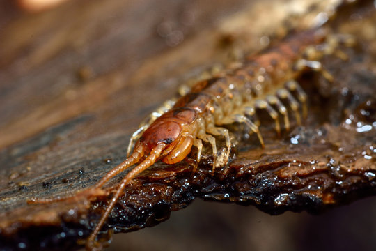 Banded centipede (Lithobius variegatus). Arthropod in the class Chilopoda, family Lithobiidae, on bark showing forcipules