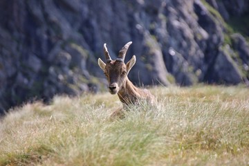 Close up of a young steinbock laying on the grass, Alps Orobie, Italy