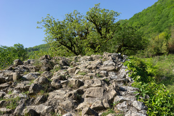 Fototapeta na wymiar Belecki old stone bridge in Abkhazia, overgrown with ivy on a background of mountains and trees