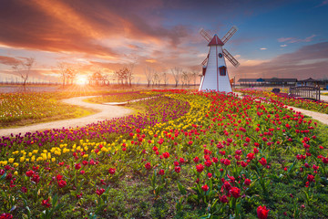 Tulip and beautiful landscape with sunrise - obrazy, fototapety, plakaty