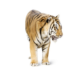 tiger isolated on white background