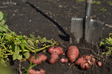 kitchen garden