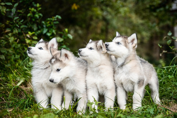 group of cute puppy alaskan malamute run on grass garden