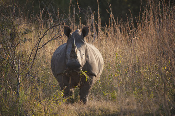 Rhino eating grass in Africa