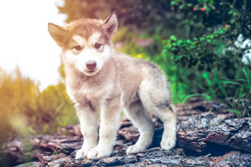 cute puppy alaskan malamute run on grass garden