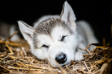 cute puppy alaskan malamute run on grass garden