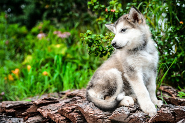 cute puppy alaskan malamute run on grass garden