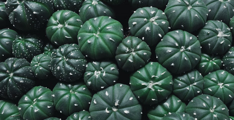 Fototapeta premium Close up of cactus plants in the pot