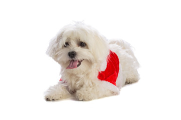 Lovely bichon lying on white background at Christmas
