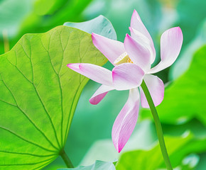 Pink Lotusflower with bright green leaves.
Nelumbo nucifera.