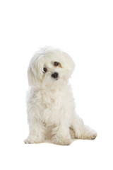 Lovely bichon siting on white background