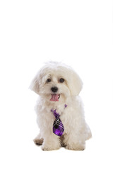 Lovely bichon on white background with tie